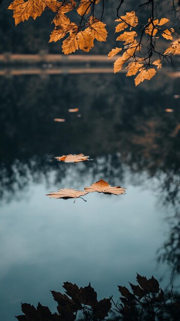 Photo autumn reflections tranquil lake with floating leaves