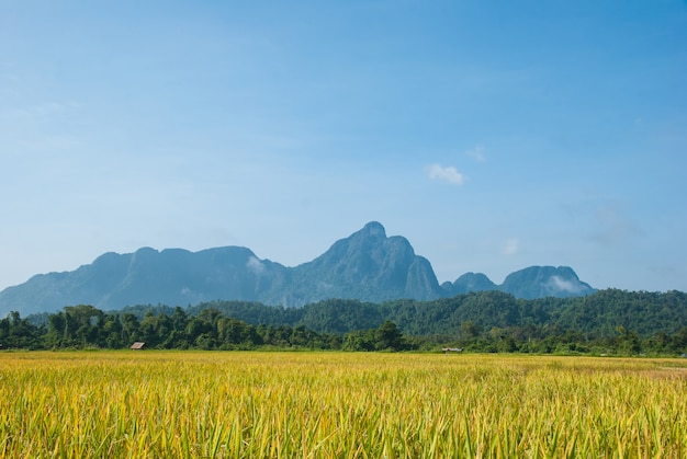 Autumn rice field in Laos, Vang Vieng