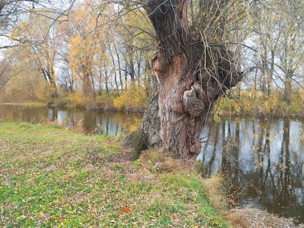 Photo autumn river landscape