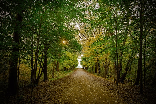 Autumn Road Alley in Belarus, Autumn Road Alley