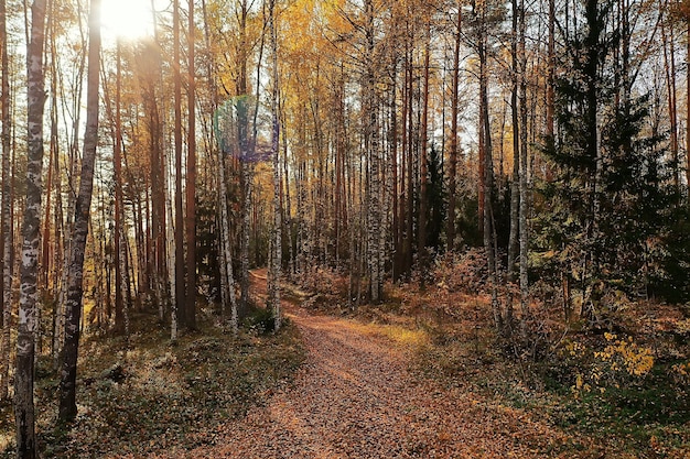 autumn road top view, landscape in autumn with drone