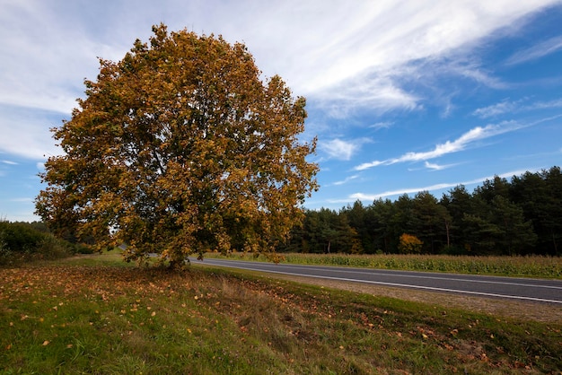 The autumn road