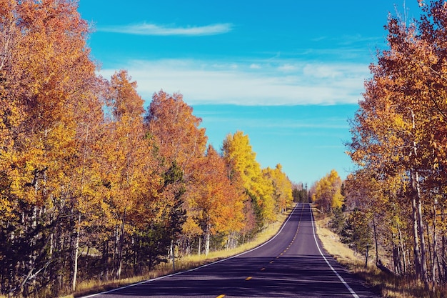 Autumn road