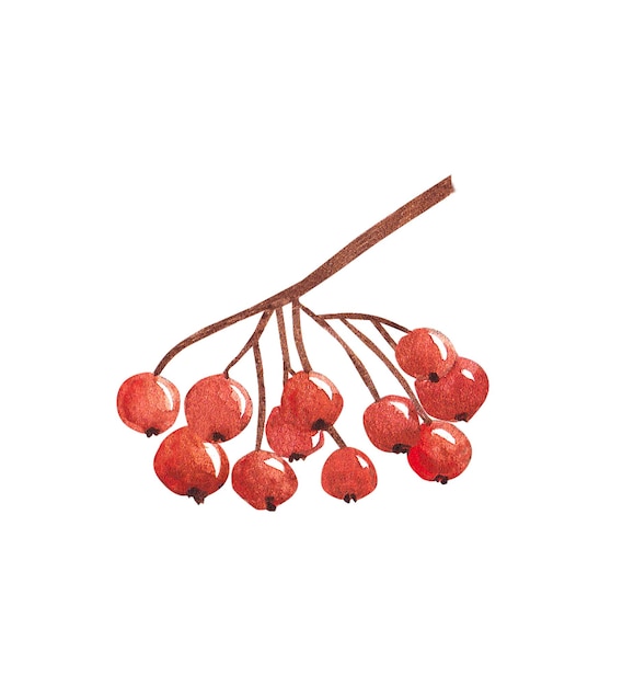 Autumn rowan branch viburnum branch hawthorn berries