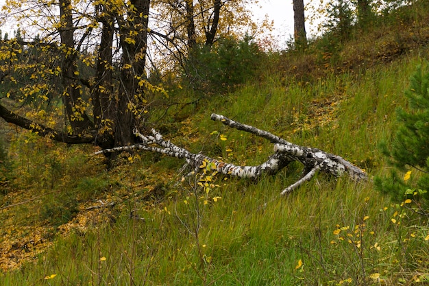 Autumn sad natural landscape, a fall of leaves on the slope of a wild hill, fallen dry birch