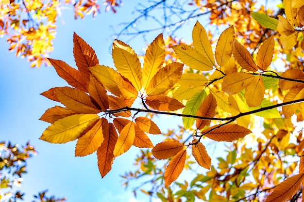 Autumn scene. Fall. Trees and leaves in sun ligh