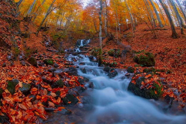 Autumn scene Seven lakes Bolu Turkey