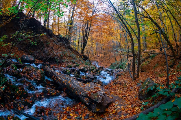 Autumn scene Seven lakes Bolu Turkey