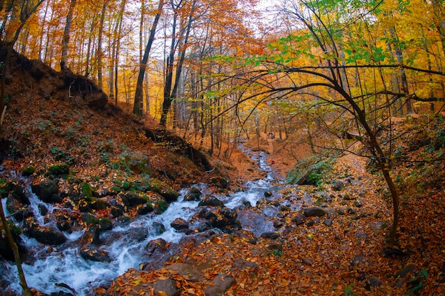 Autumn scene Seven lakes Bolu Turkey