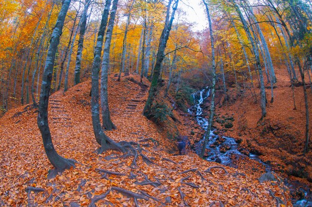 Autumn scene Seven lakes Bolu Turkey