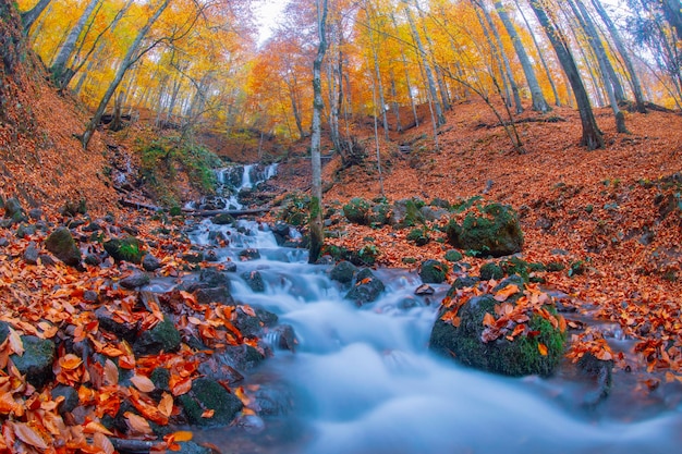 Autumn scene Seven lakes Bolu Turkey