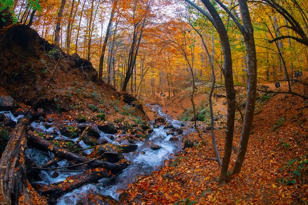 Autumn scene Seven lakes Bolu Turkey