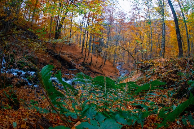 Autumn scene Seven lakes Bolu Turkey