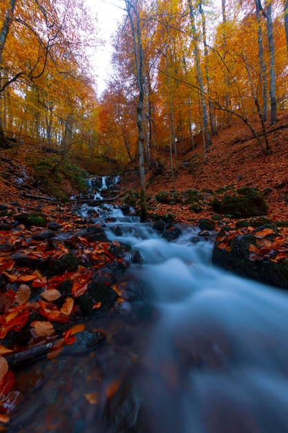 Autumn scene Seven lakes Bolu Turkey