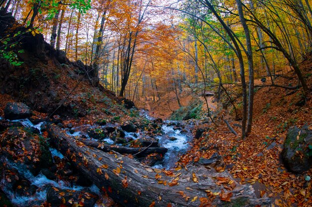 Autumn scene Seven lakes Bolu Turkey