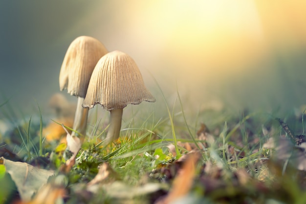 Autumn scene with soft light and mushrooms against blurred background