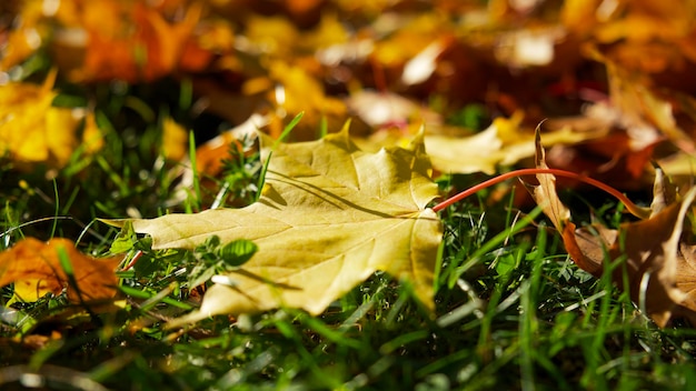 Autumn season. Close-up of a yellow maple leaf on the green grass among colorful autumn leaves