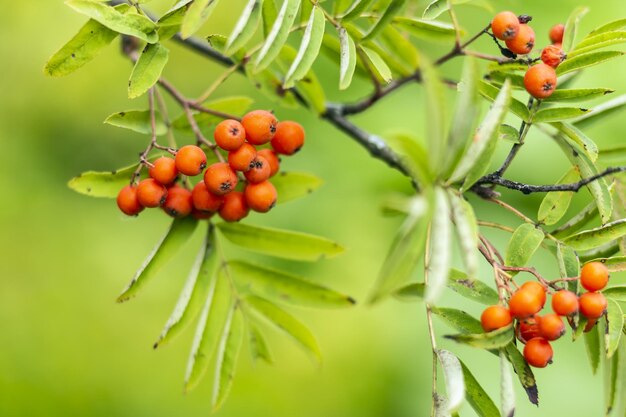 Autumn season Fall harvest concept Autumn rowan berries on branch