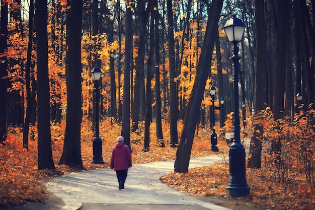 autumn season landscape in park, view of yellow trees alley background