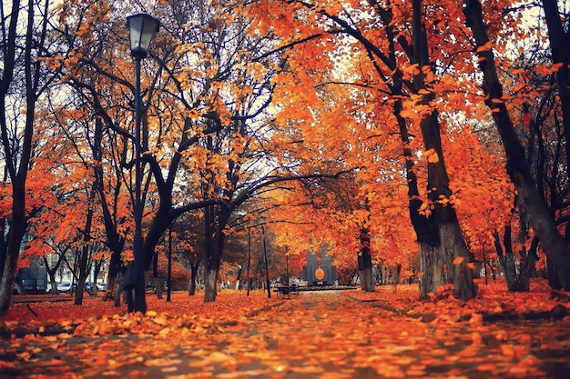 autumn season landscape in park, view of yellow trees alley background