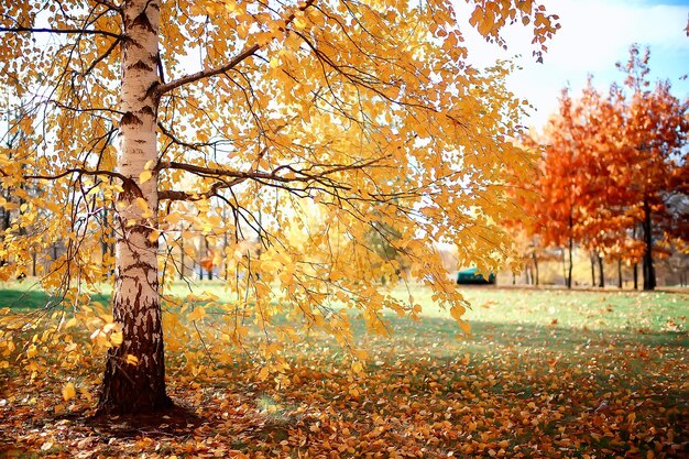 autumn season landscape in park, view of yellow trees alley background