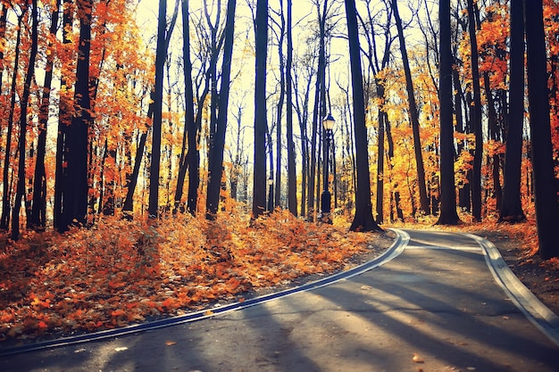 autumn season landscape in park, view of yellow trees alley background