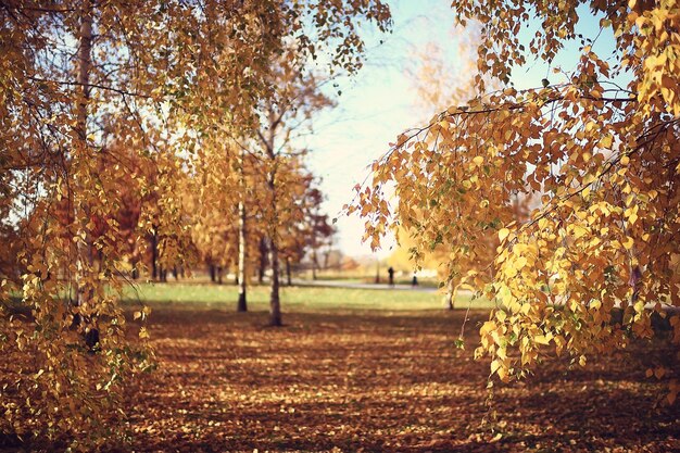 autumn season landscape in park, view of yellow trees alley background