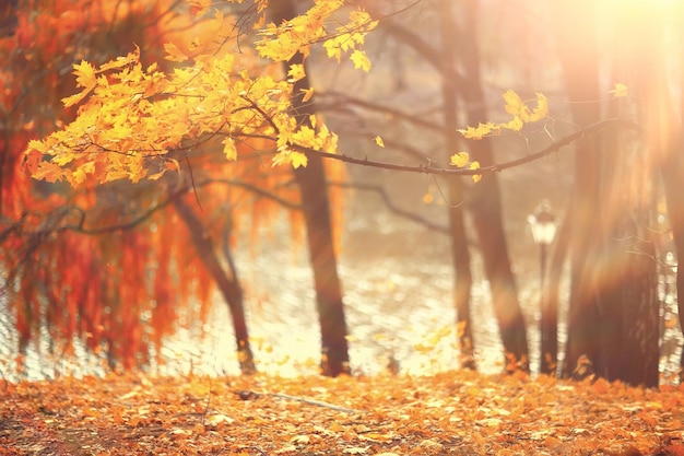 autumn season landscape in park, view of yellow trees alley background