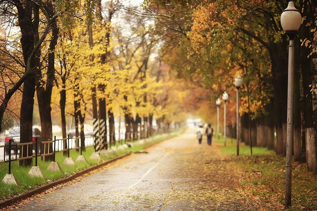 autumn season landscape in park, view of yellow trees alley background