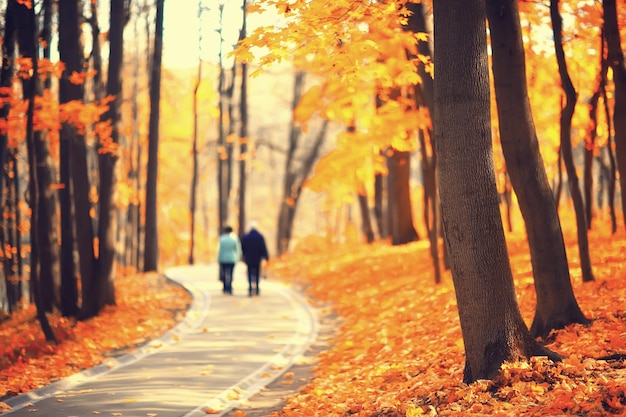 autumn season landscape in park, view of yellow trees alley background