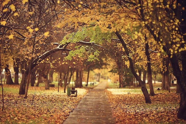 autumn season landscape in park, view of yellow trees alley background