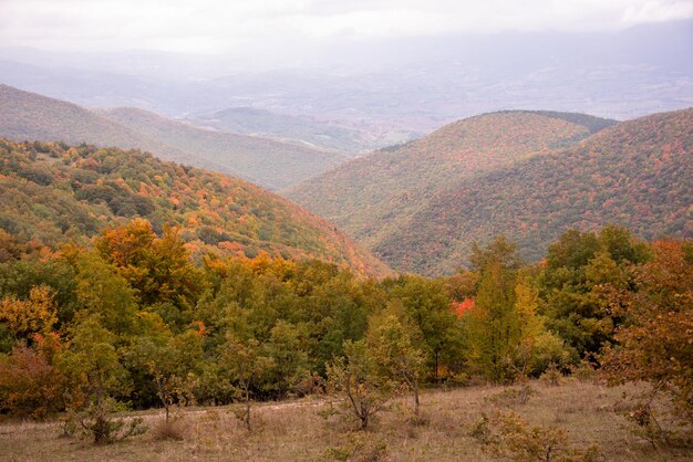 Autumn season lanscape with colorful trees and plants