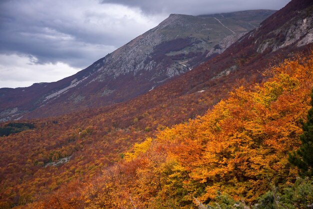 Autumn season lanscape with colorful trees and plants