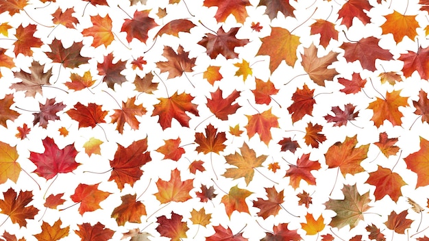 Autumn season seamless concept with many maple isolated  leaves