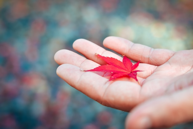 Autumn season of tree and leaves in Japan