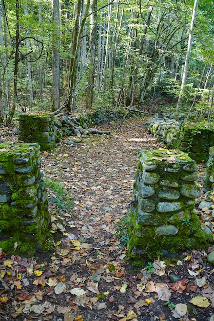 Autumn Serenity on Little River Trail Smoky Mountains Peaceful Woodland Path