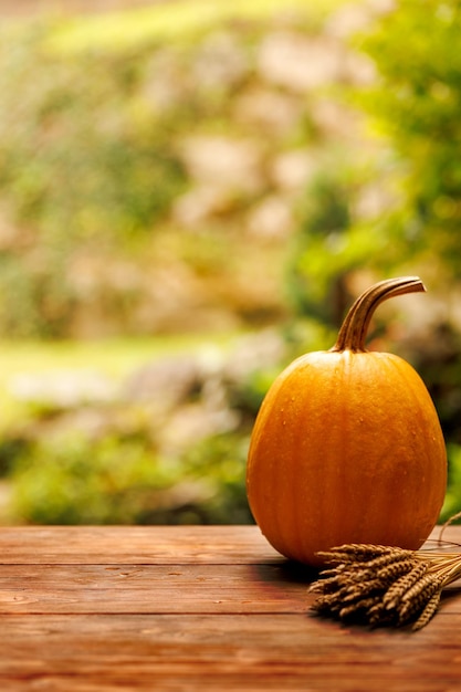 Autumn still life with pumpkin and ears of wheat on a wooden table on a natural background