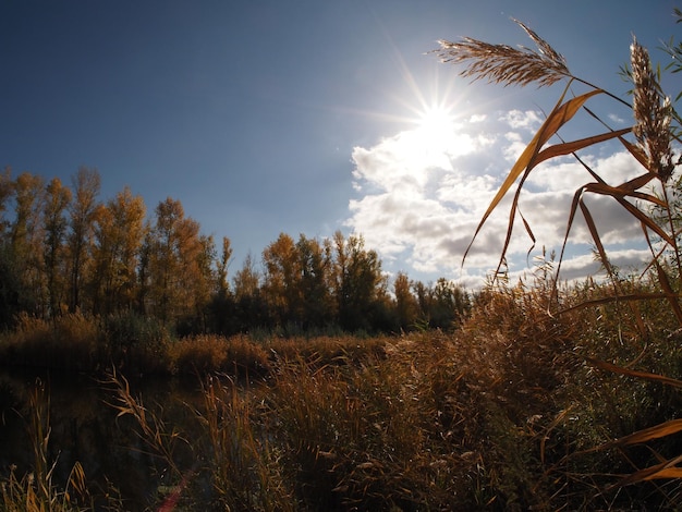 autumn sun over the river