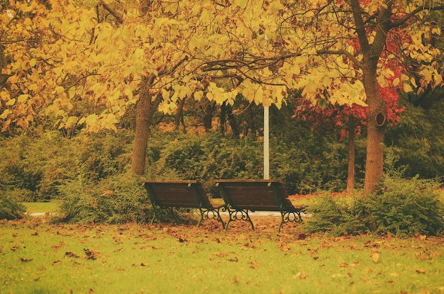 Autumn sunny park with orange trees and two benches natural seasonal background