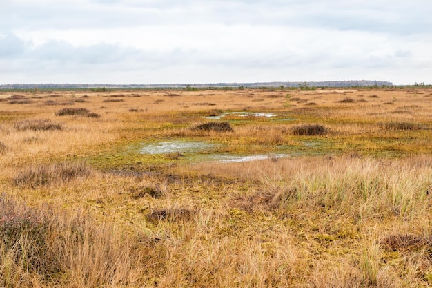 Autumn Swamp Landscape. Small Lake with Swamp Islands. Yelnya National Park, Belarus