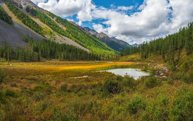 Autumn swamp Sunny autumn swamp Swampy backwater of mountain lake Bright atmospheric natural background of green fir forest and yellow swamp