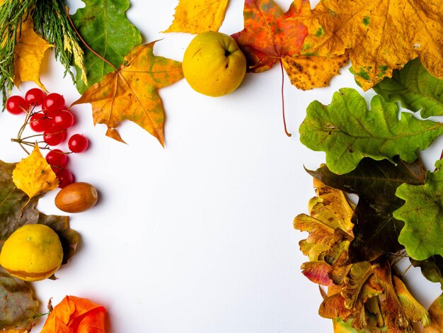 Autumn Thanksgiving Background with colorful mixed leaves pumpkin berries cydonia physalis frame with copy space Mockup for seasonal offer