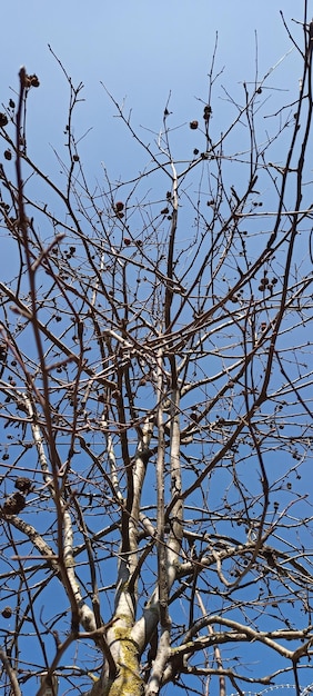 Autumn theme natural tree branch photo