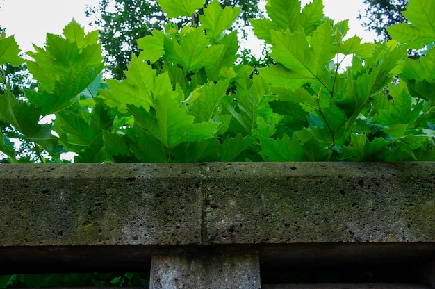 Autumn Tokyo plane trees greenery plants