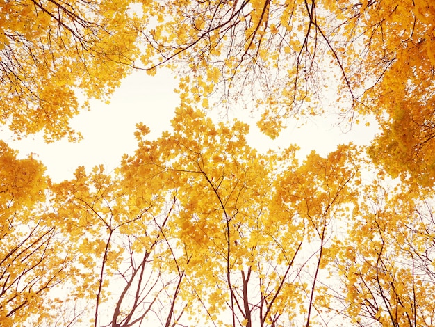 Autumn tree branches bottom view, beautiful background to the card, the concept of autumn and comfort