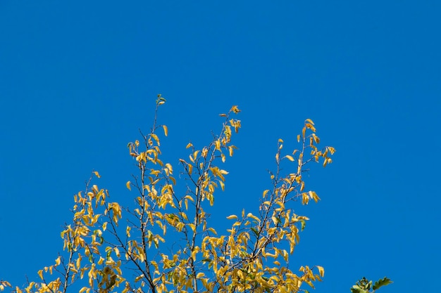 Autumn tree colorful fall view