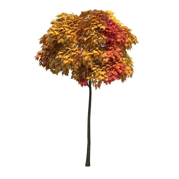 autumn tree isolated on white background, 3D illustration, cg render