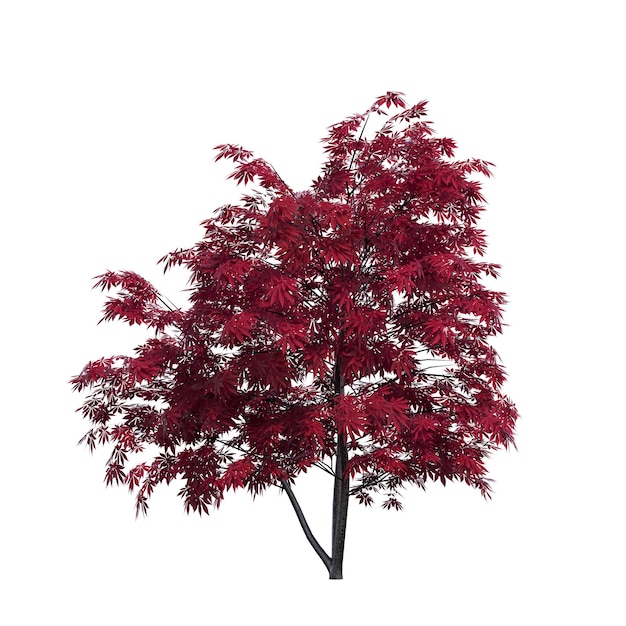 autumn tree isolated on white background, 3D illustration, cg render