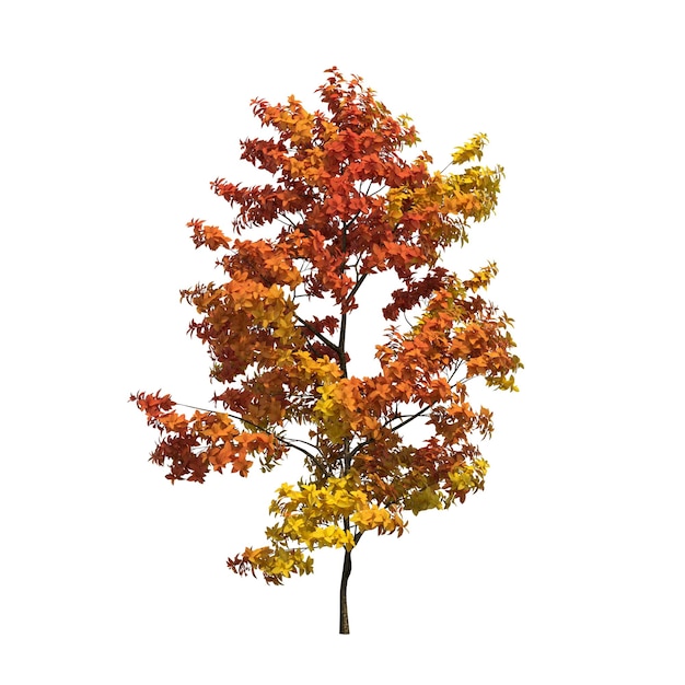 autumn tree isolated on white background, 3D illustration, cg render