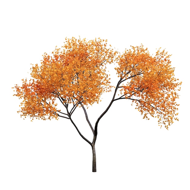 autumn tree isolated on white background, 3D illustration, cg render